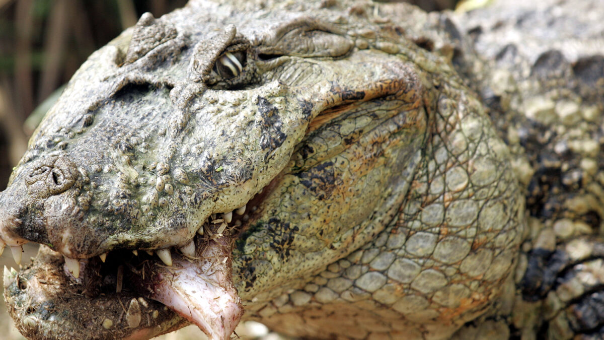 Una especie de cocodrilo caimán en Río de Janeiro