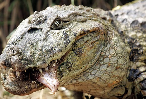 Una especie de cocodrilo caimán en Río de Janeiro