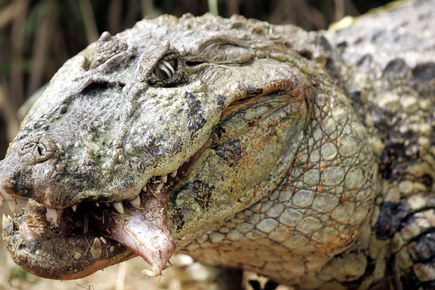 Una especie de cocodrilo caimán en Río de Janeiro