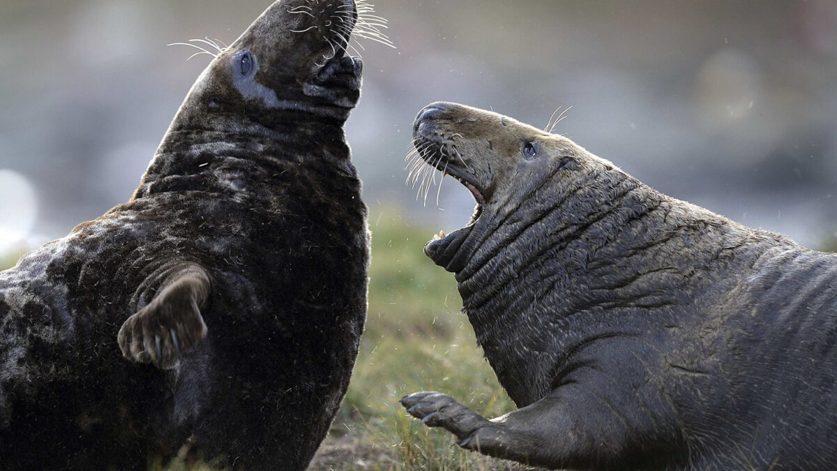 La foca gris no es el animal hermoso del planeta