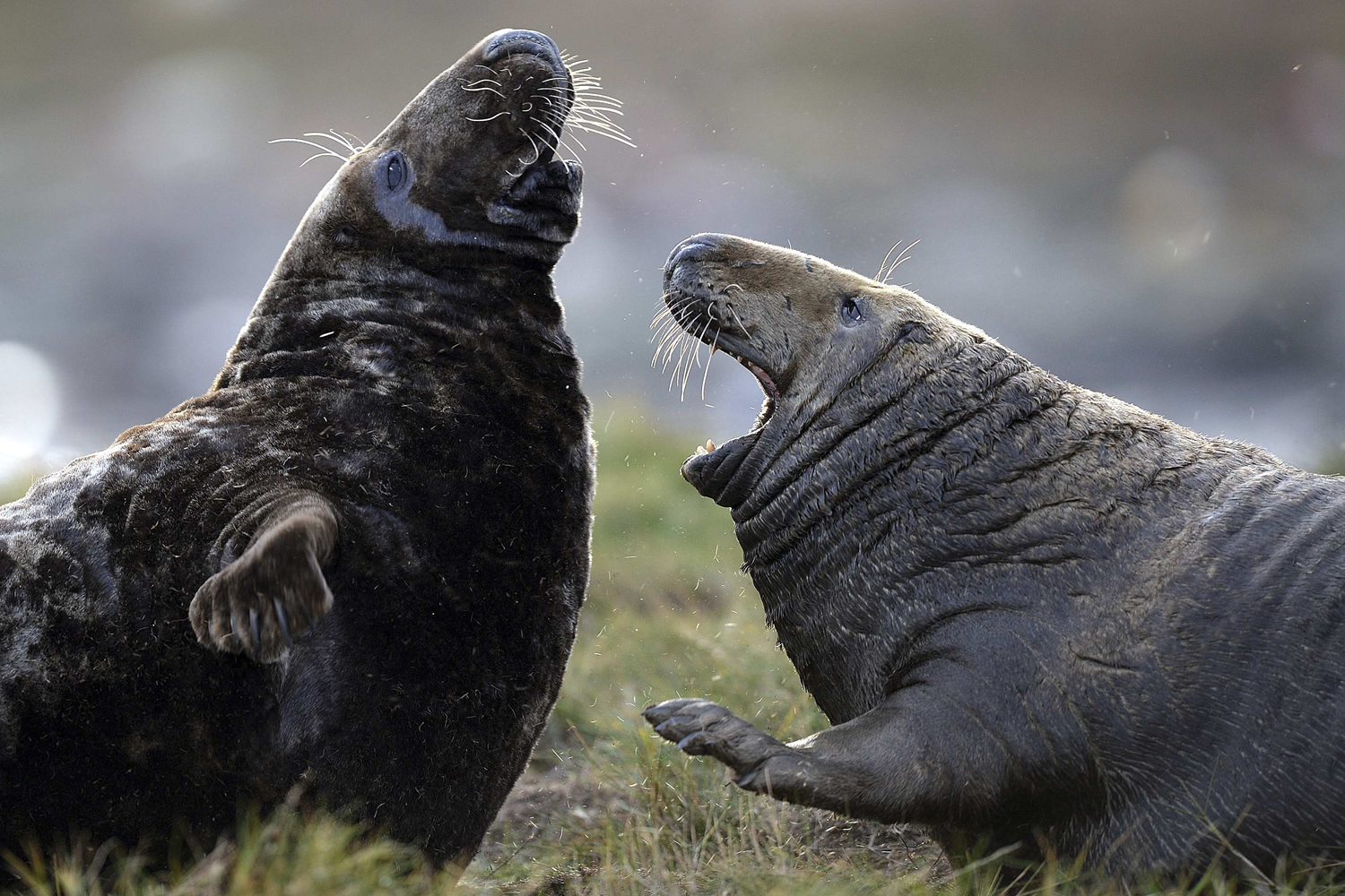 La foca gris no es el animal hermoso del planeta