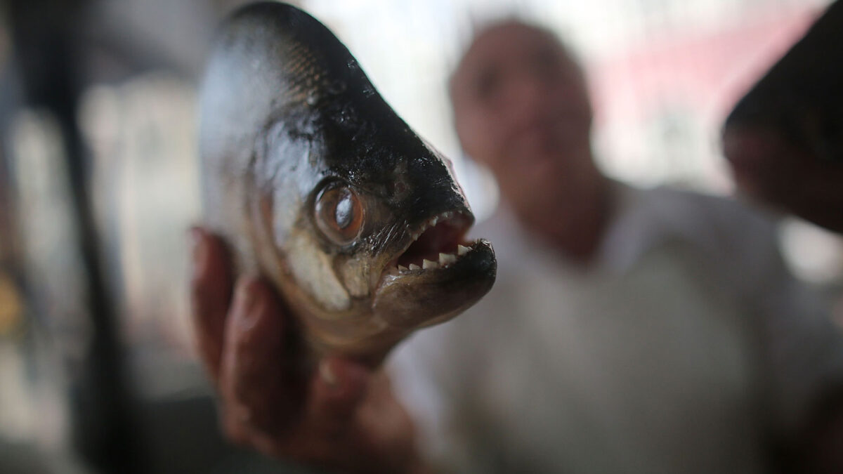 60 personas heridas por una especie similar a las pirañas en el río Paraná