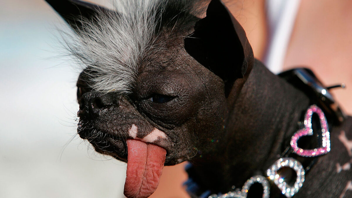 El perro más feo según Karen Quigley