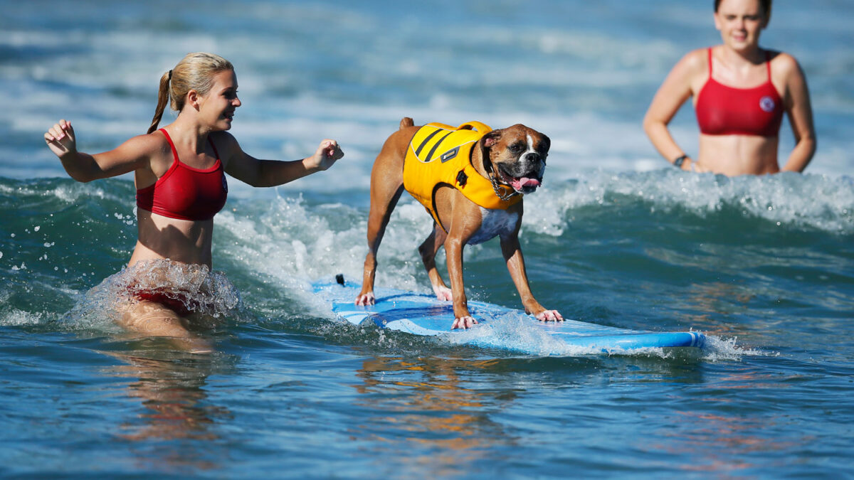 El perro es el mejor amigo del hombre hasta que se emperra en subirlo en una tabla de surf