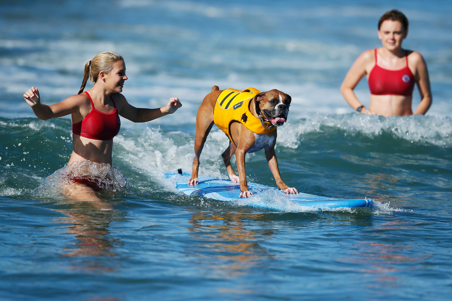 El perro es el mejor amigo del hombre hasta que se emperra en subirlo en una tabla de surf