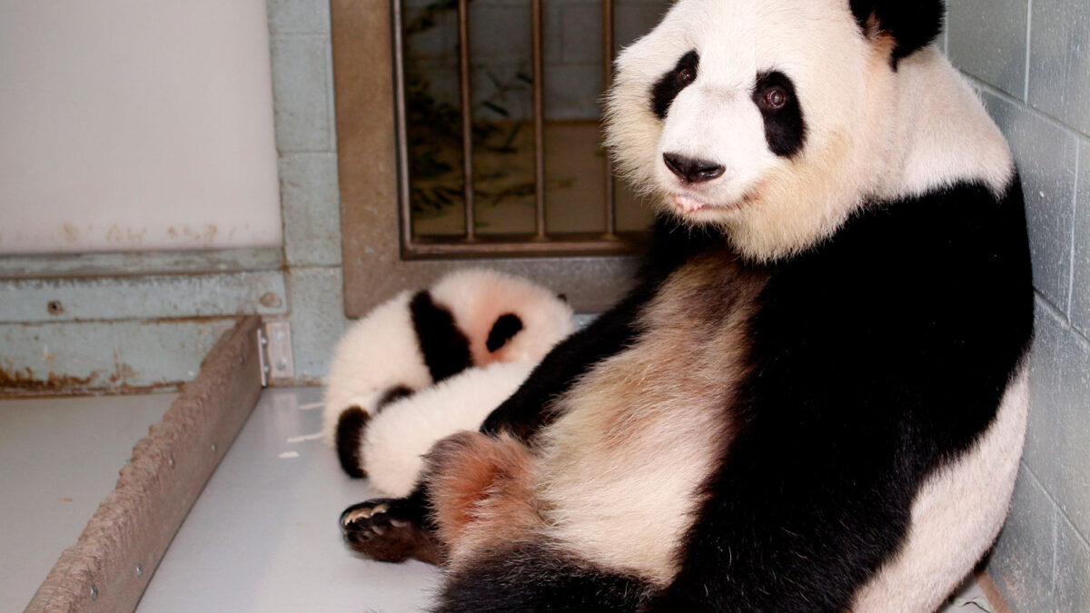 El oso panda es uno de los animales más queridos. La gente no conoce sus verdaderas costumbres