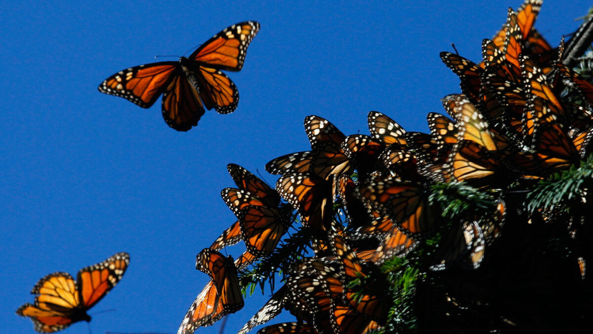 las Mariposas Monarca vuelan desde el sur de Canadá y Estados Unidos hasta México