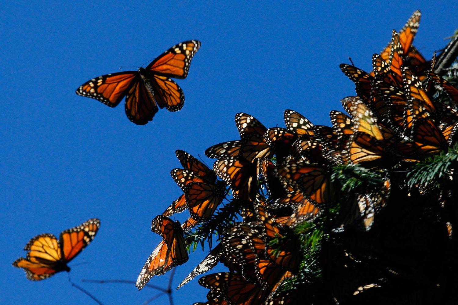 las Mariposas Monarca vuelan desde el sur de Canadá y Estados Unidos hasta México