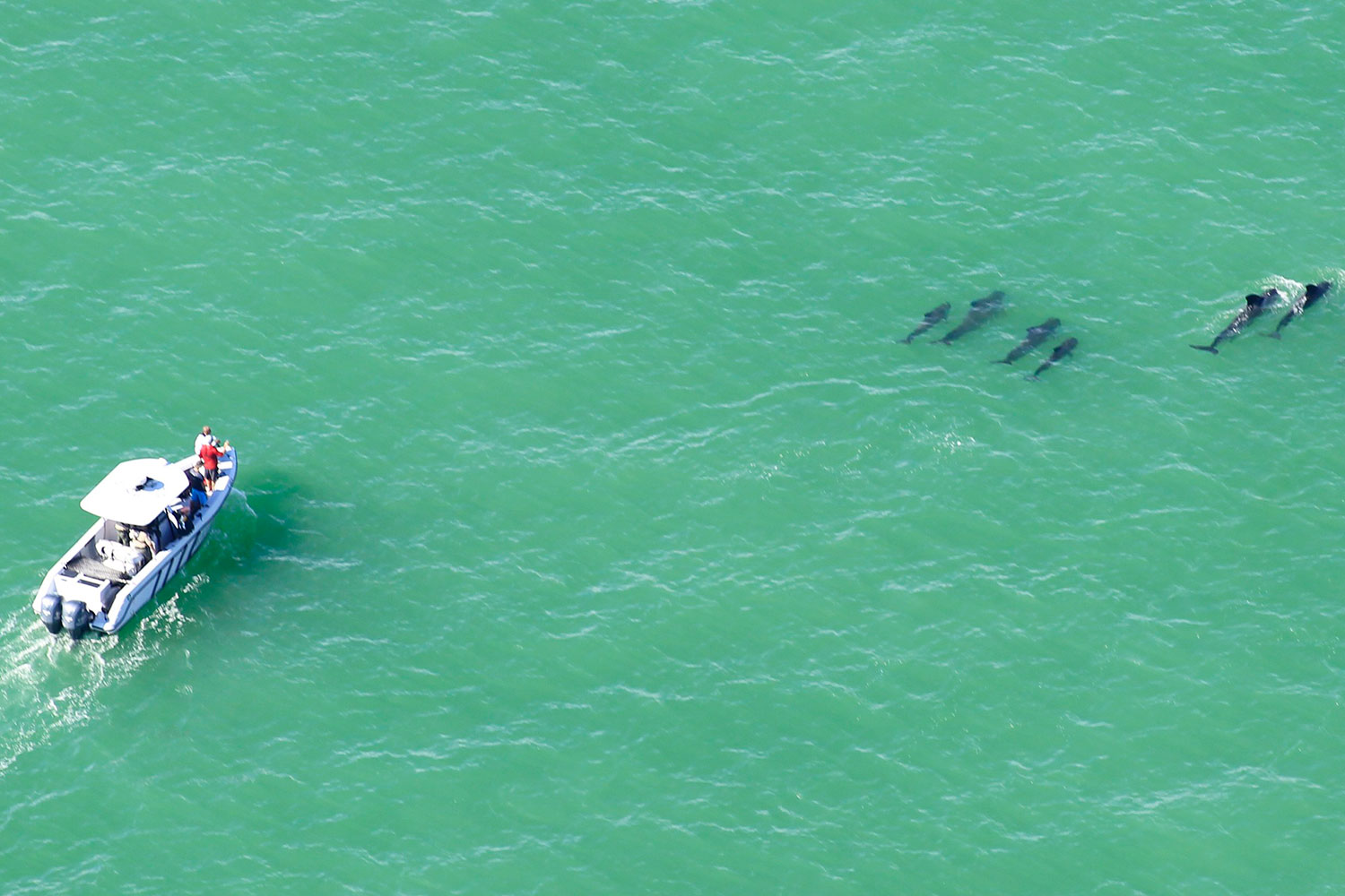 41 cetáceos permanecen varados esperando ser rescatados cerca de Highland Beach