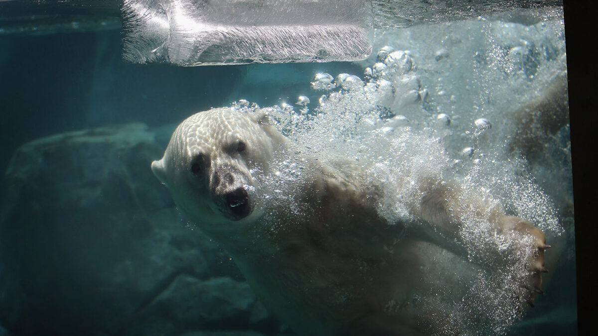 Un oso polar se resfría en Chicago por las bajas temperaturas registradas en Estados Unidos