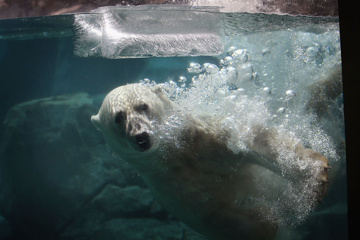 Un oso polar se resfría en Chicago por las bajas temperaturas registradas en Estados Unidos