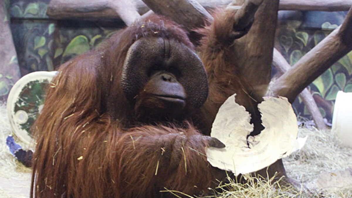 Según Elli, un orangután con dotes de adivino, los Seahawks de Seattle ganarán la Super Bowl