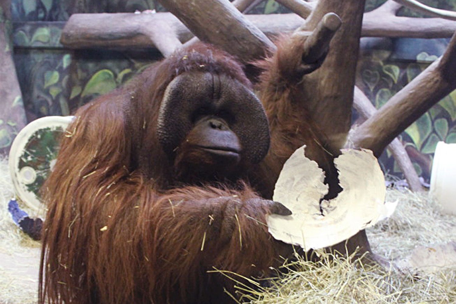 Según Elli, un orangután con dotes de adivino, los Seahawks de Seattle ganarán la Super Bowl