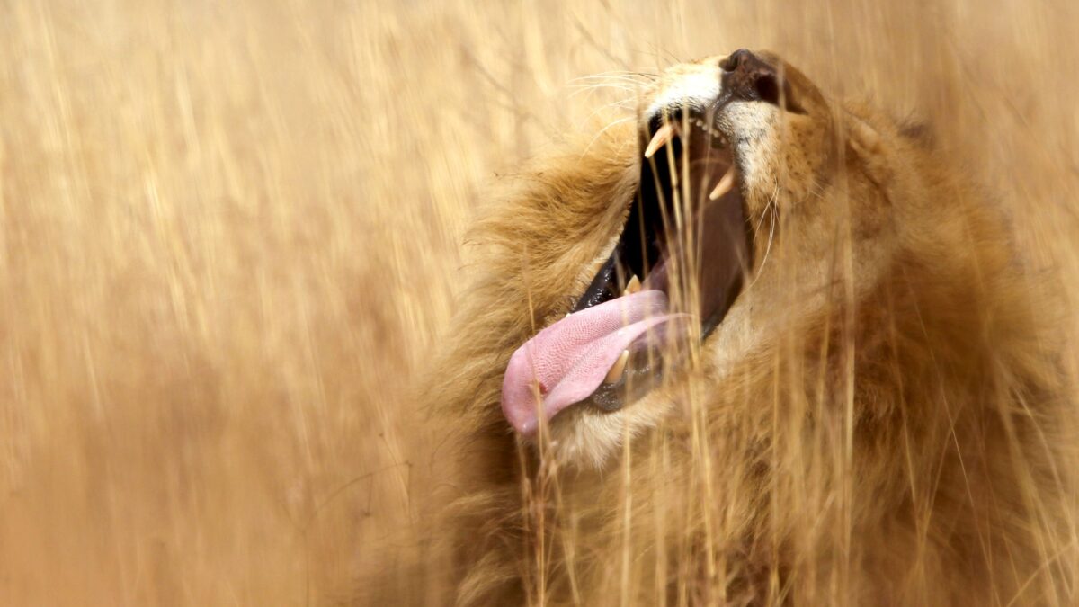 Los leones de África occidental, en peligro de extinción