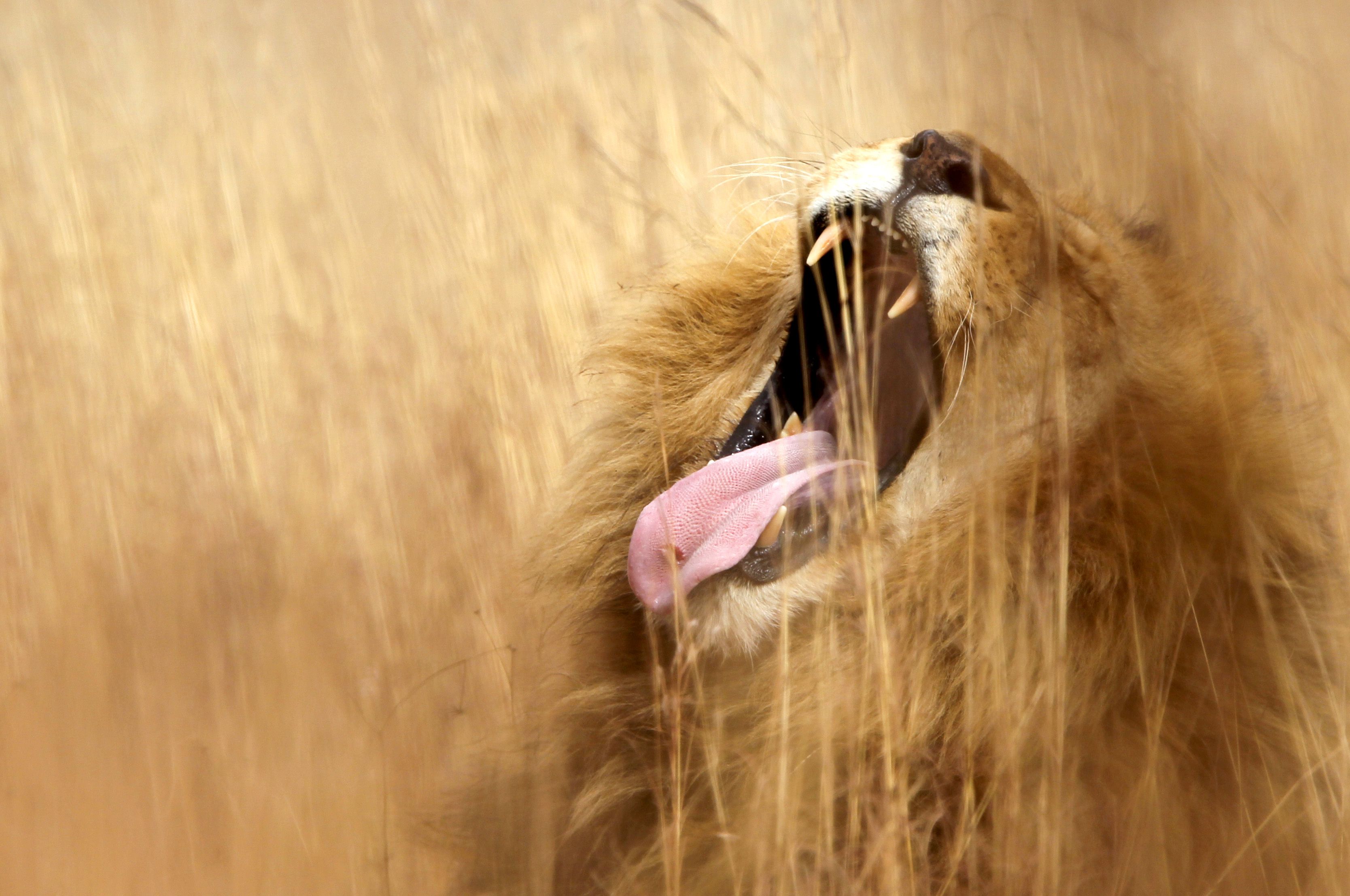 Los leones de África occidental, en peligro de extinción