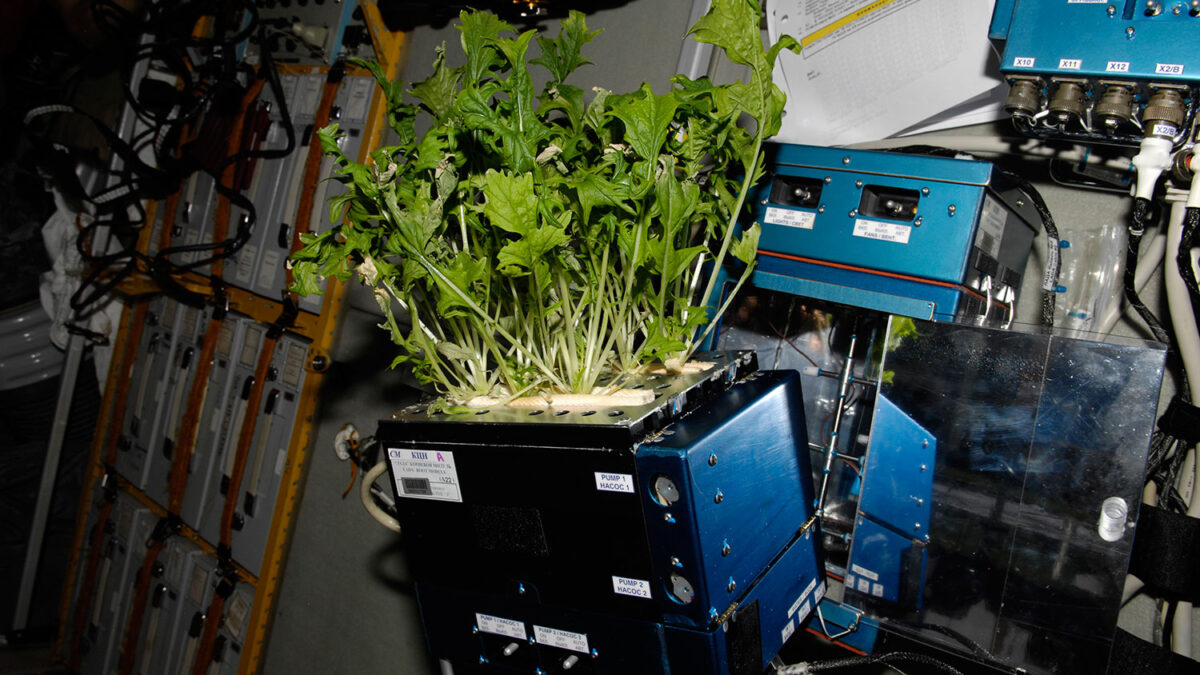 Trigo, guisantes y brotes verdes crecen en el espacio.