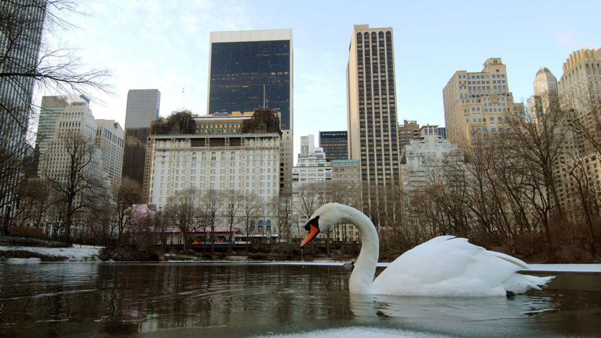Nueva York a la caza de sus cisnes