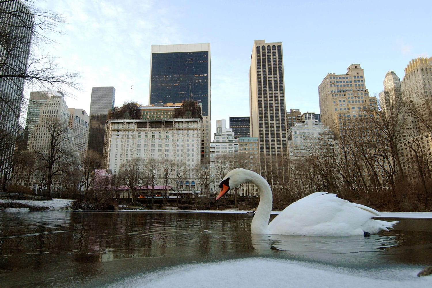 Nueva York a la caza de sus cisnes