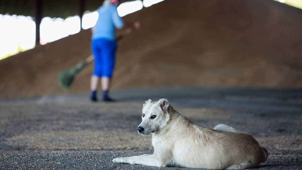Sochi a la caza de perros callejeros
