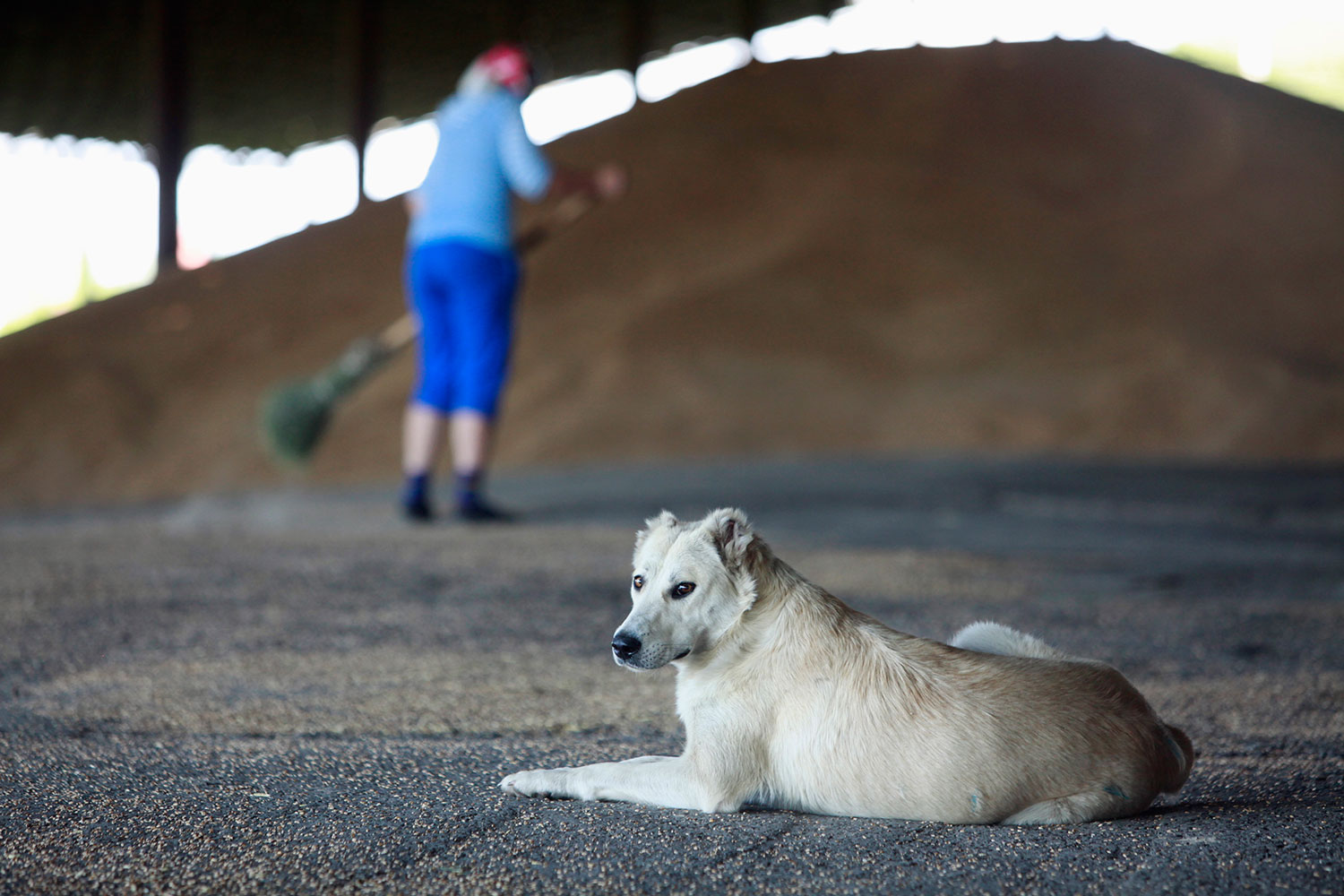 Sochi a la caza de perros callejeros