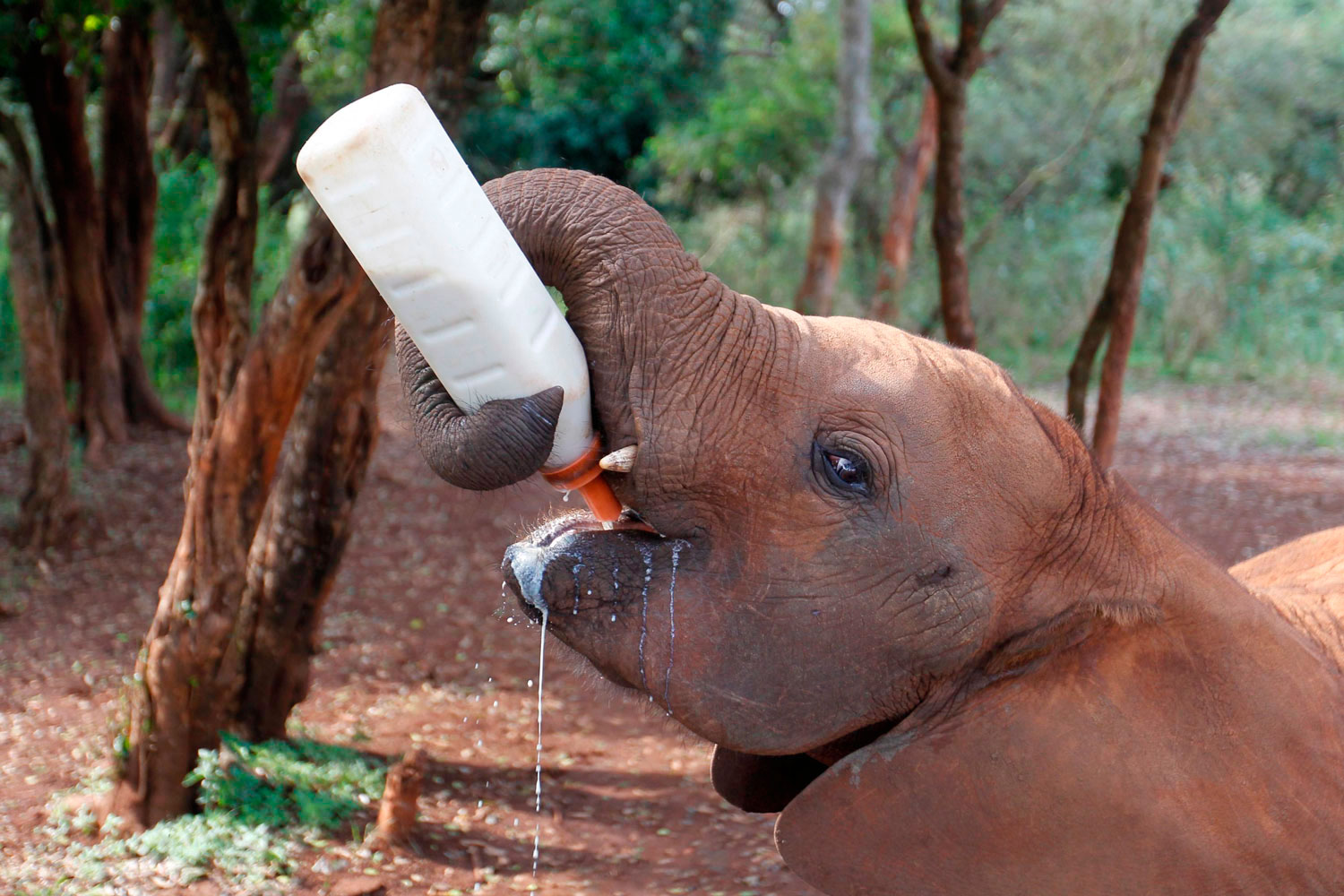 Daphne Sheldrick ayuda a los elefantes huérfanos de Kenia