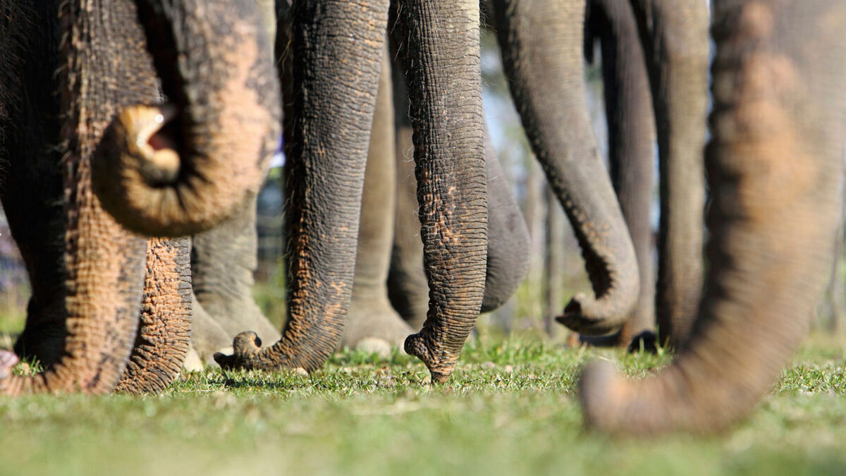 Los elefantes asiáticos se consuelan entre ellos cuando sienten angustia