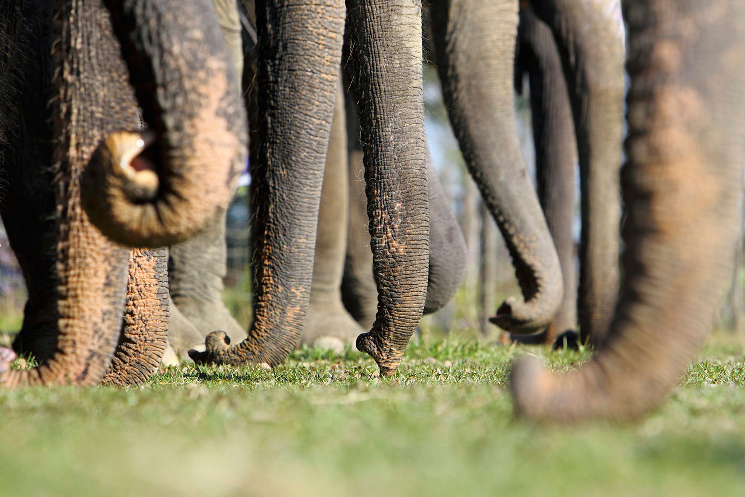 Los elefantes asiáticos se consuelan entre ellos cuando sienten angustia