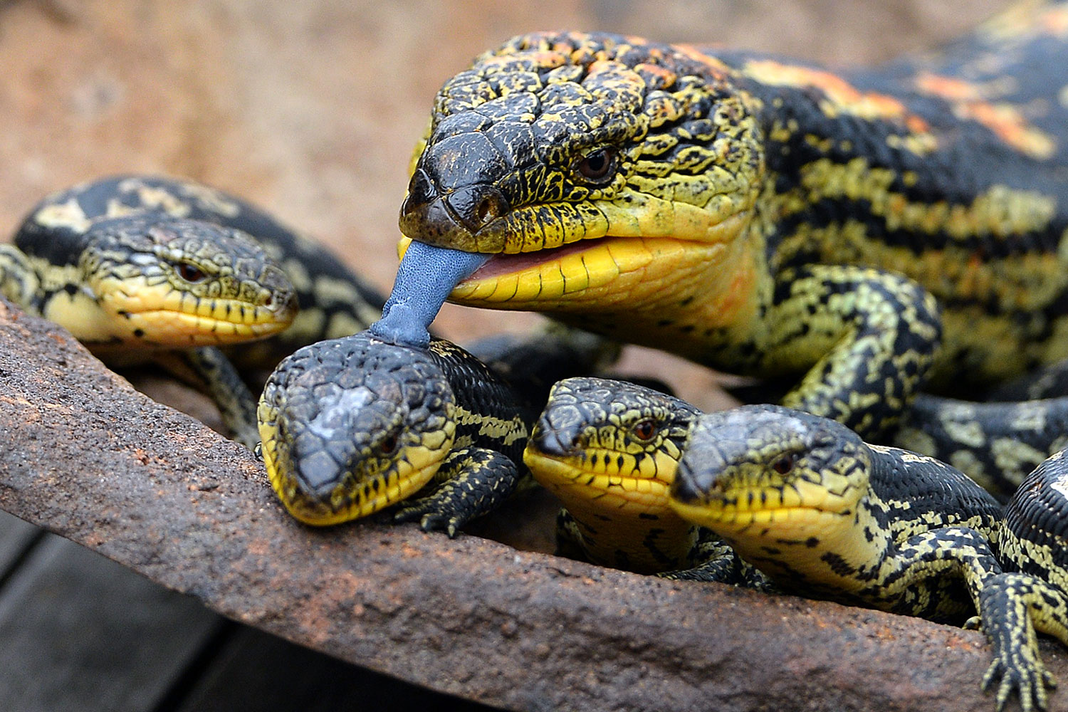 El zoo Wild Life de Sidney presenta a sus nuevos inquilinos: lagartos de lengua azul