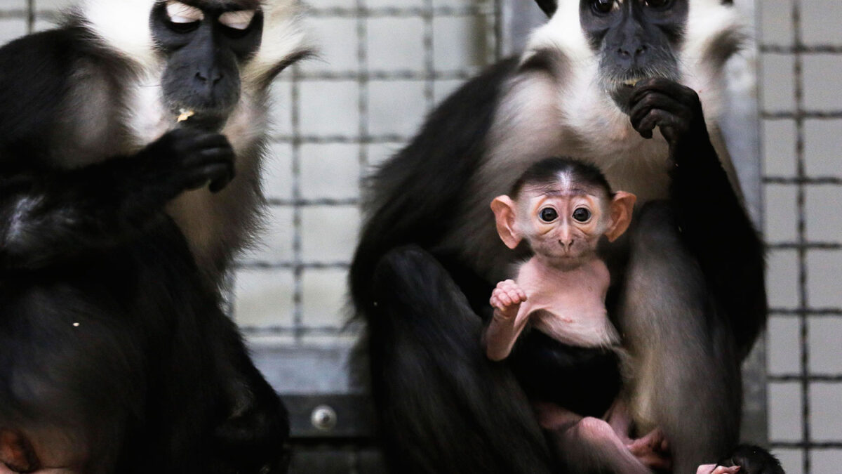 El zoo Tierpark  de Berlín presenta en sociedad al nuevo mangabeye gris