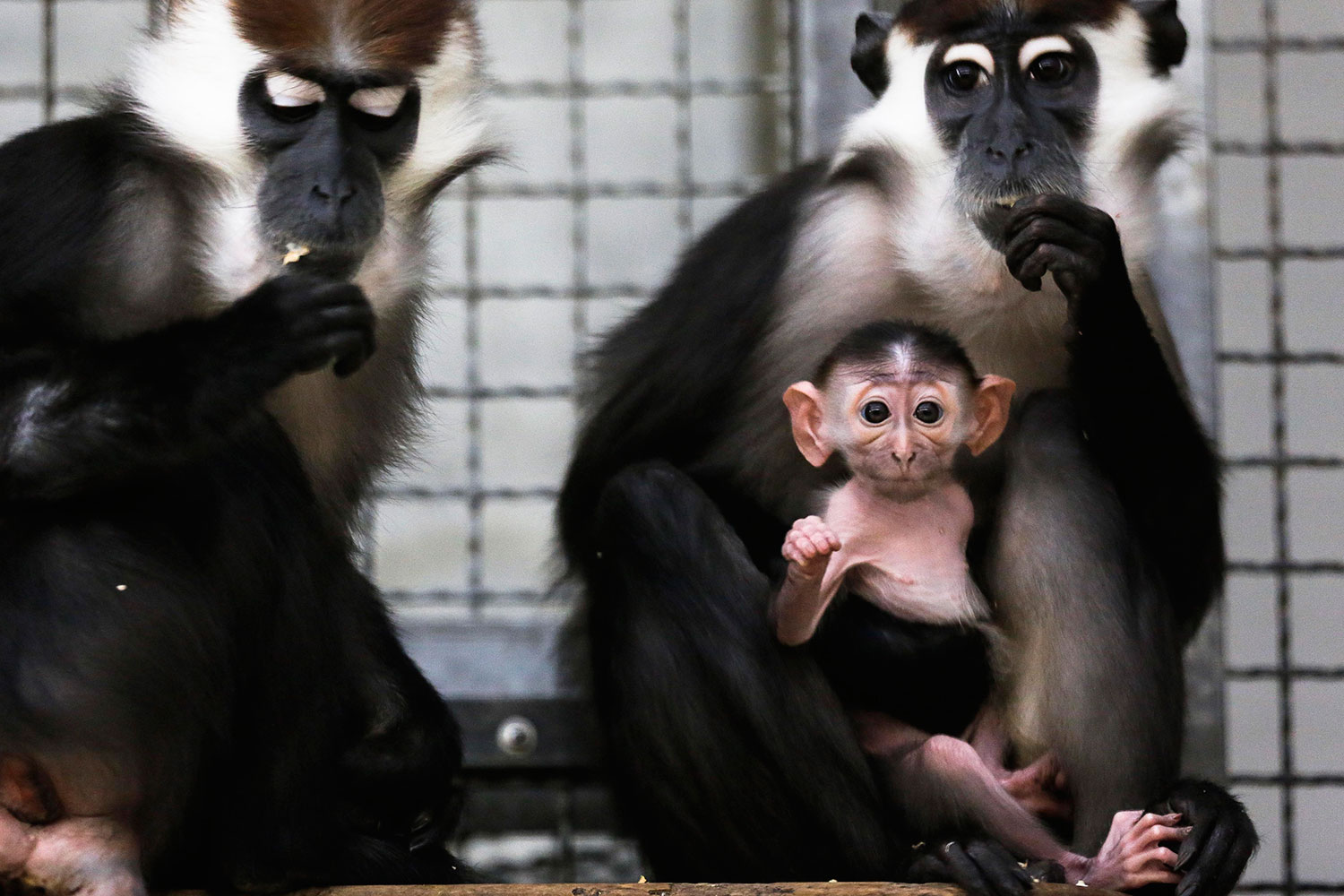 El zoo Tierpark  de Berlín presenta en sociedad al nuevo mangabeye gris