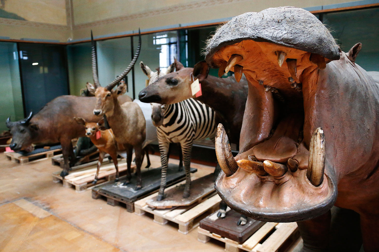 El Museo Real de África Central inicia su modernización para dejar atrás su pasado colonial