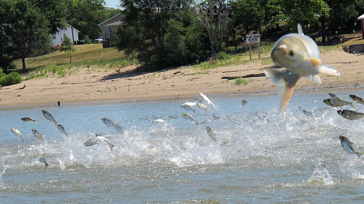 Plaga de carpas asiáticas gigantes pone en peligro especies en Estados Unidos