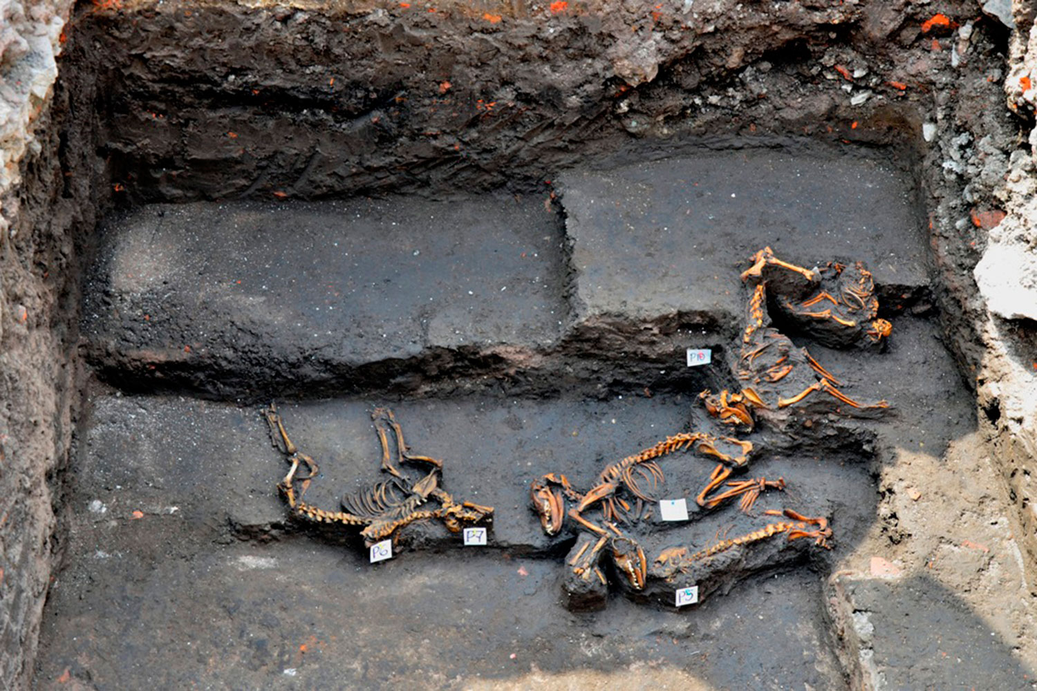 Descubren el cementerio canino más antiguo del mundo