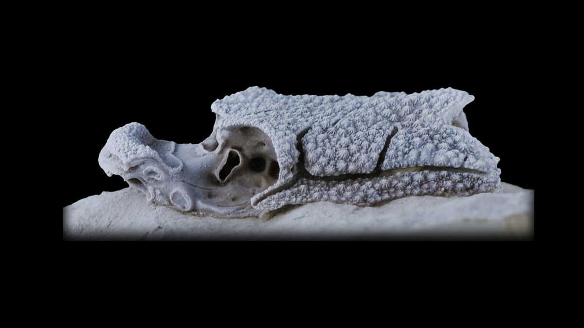 La Romundina crucial para la evolución de la cara