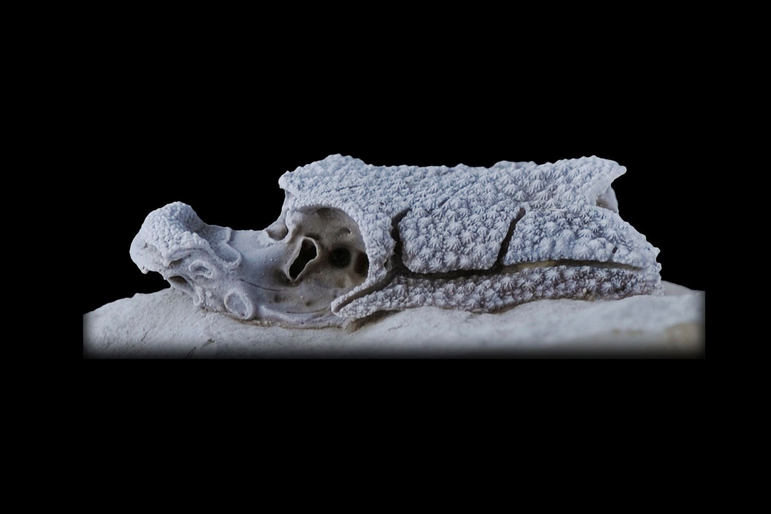 La Romundina crucial para la evolución de la cara