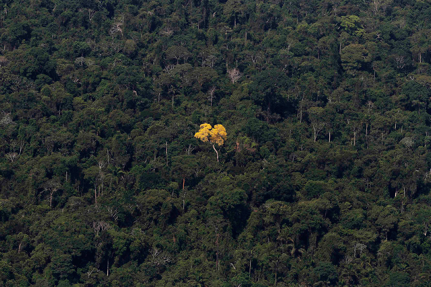 Los bosques de la Amazonía absorben más dióxido de carbono de la atmósfera del que emiten