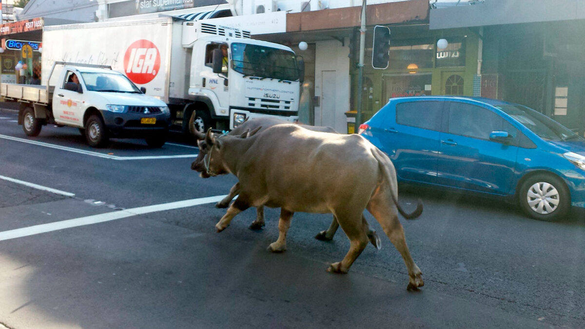 Dos búfalos de agua recorren las calles de Sidney tras escaparse del zoo durante un rodaje