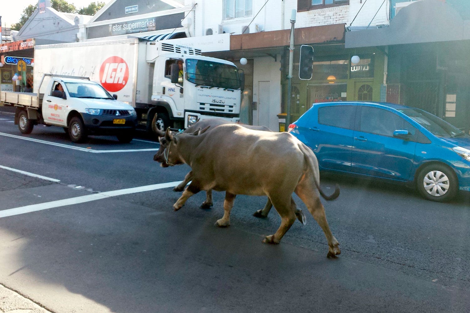 Dos búfalos de agua recorren las calles de Sidney tras escaparse del zoo durante un rodaje