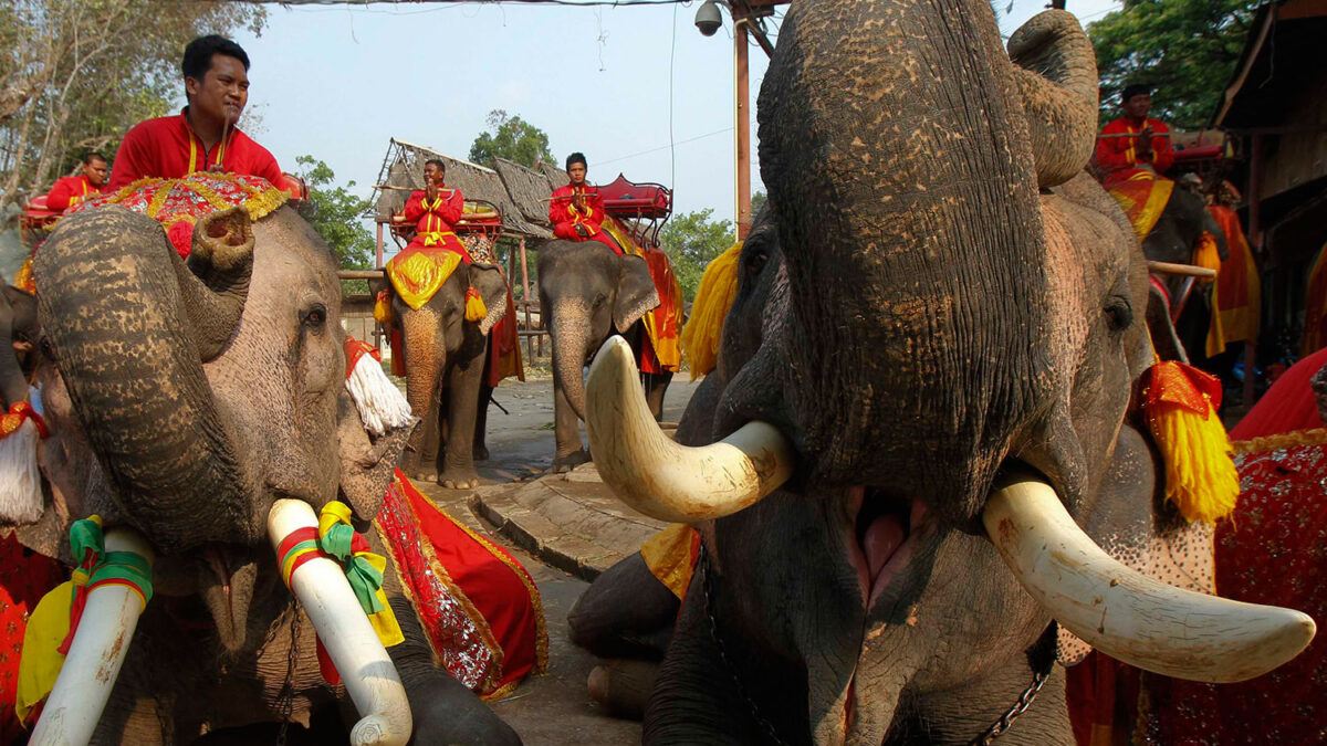 Día Nacional de los Elefantes en Tailandia