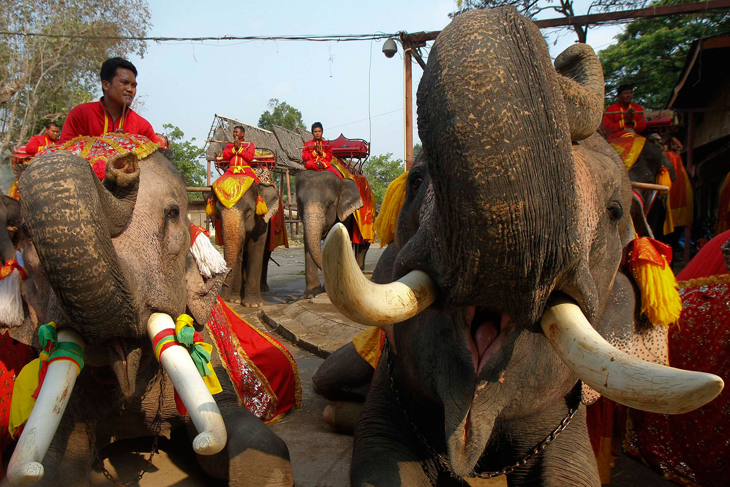 Día Nacional de los Elefantes en Tailandia