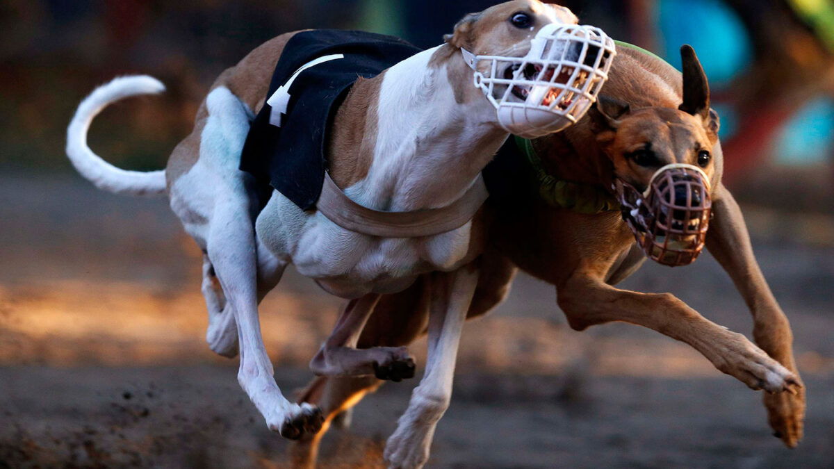 Carreras de Galgos en santiago de Chile un negocio para las apuestas