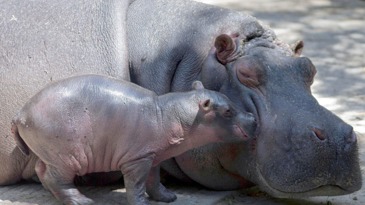 Nace un bebé hipopótamo en un Zoo de Nuevo México