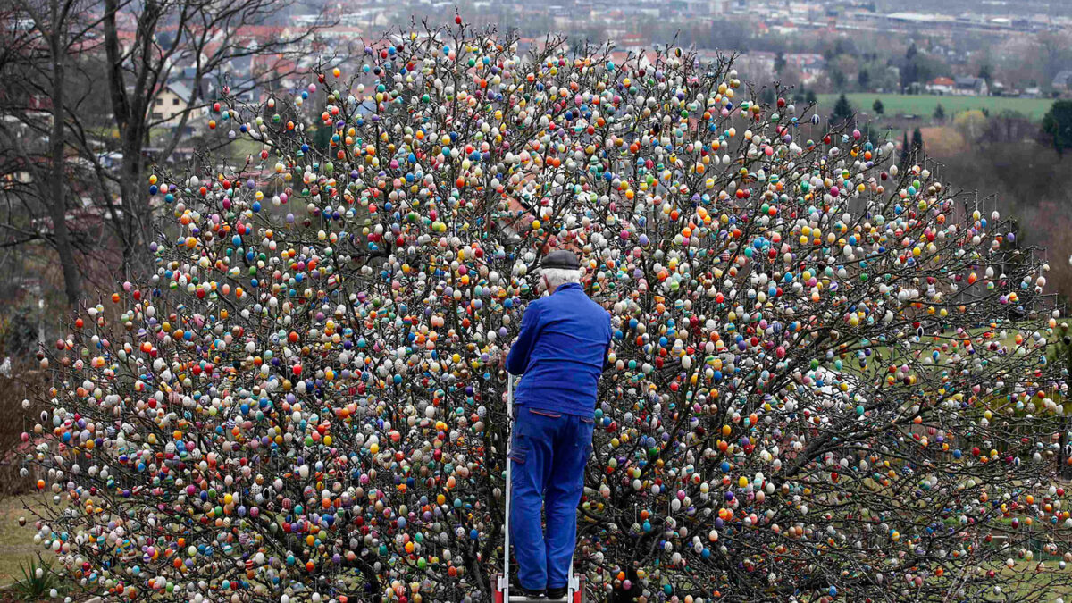 Volkder Kraft y su esposa, Christa, decoran un manzano con 10.000 huevos de Pascua pintados a mano