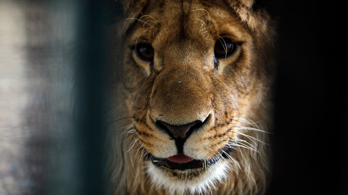 Un empresario afgano dona a una leona al zoo de Kabul tras tenerla en su casa un año