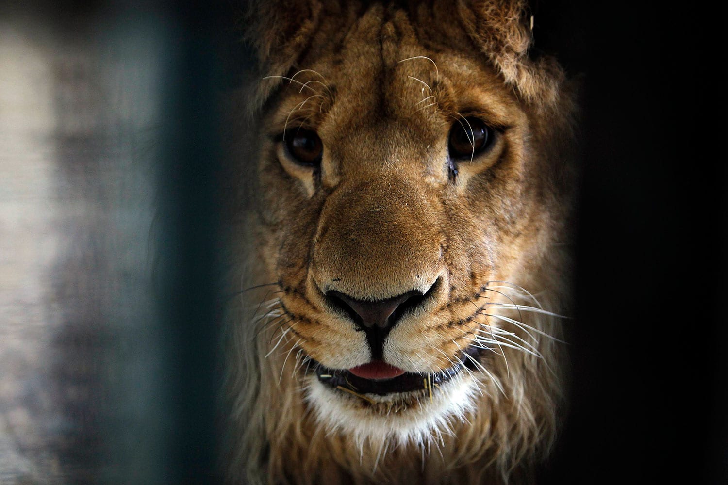 Un empresario afgano dona a una leona al zoo de Kabul tras tenerla en su casa un año