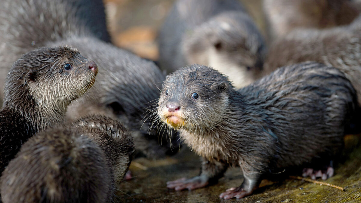 El zoo de Neumuenster presenta en sociedad a las seis pequeñas nutrias nacidas en diciembre