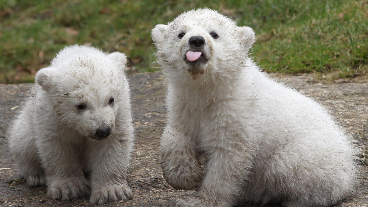 Primera presentación pública de los gemelos de oso polar nacidos en el zoo Hellabrunn