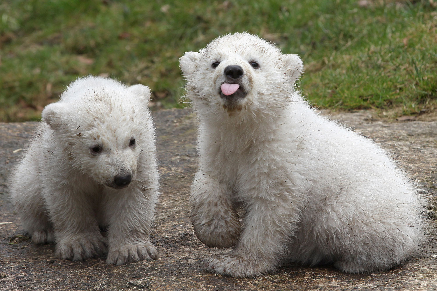 Primera presentación pública de los gemelos de oso polar nacidos en el zoo Hellabrunn
