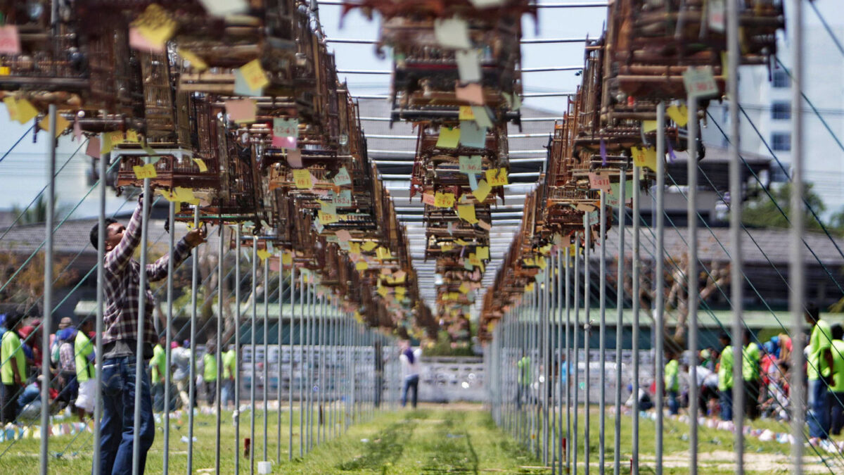 Concurso de canto de aves en Tailandia