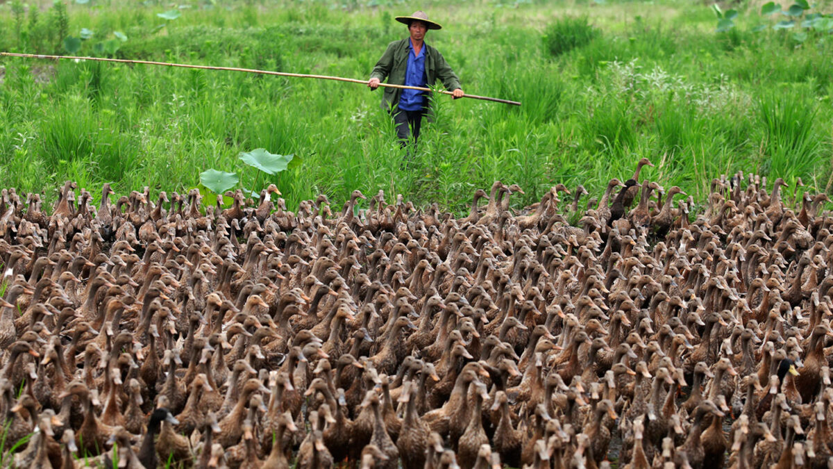 Tras prohibir su importación, el foei gras será producido en China